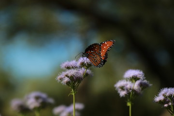 Monarch Butterfly on Purple Flower