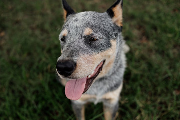 farm work dog domestic