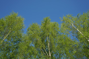 Lush Green Birch Tree Forest in Spring.