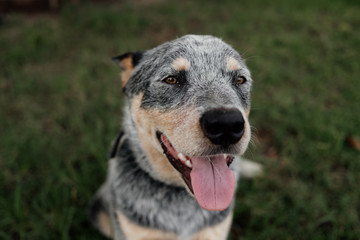 farm work dog domestic