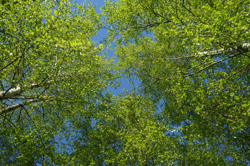 Spring birch forest top crown view.