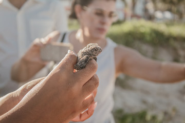 newborn sea turtle being released by wildlife protectors