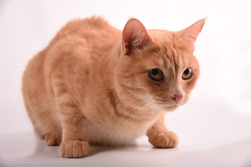 red cat