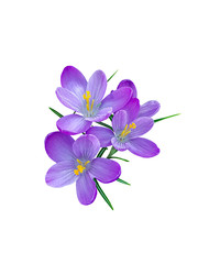 Fototapeta na wymiar Purple crocus isolated on white background