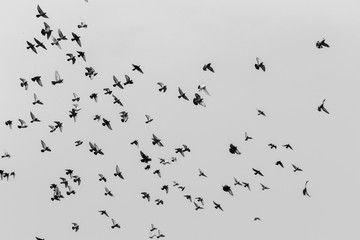 Flying Pigeons In Formation