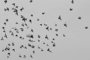 Flying Pigeons In Formation