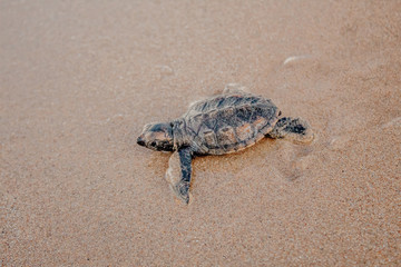 tiny newborn baby sea turtle running to the sea