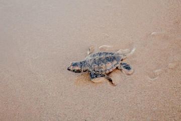 tiny newborn baby sea turtle running to the sea