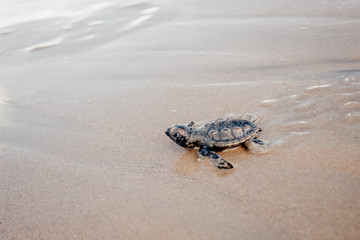 tiny newborn baby sea turtle running to the sea