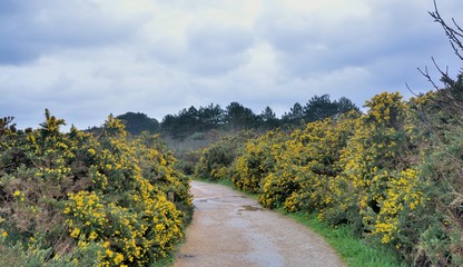 Beautiful path on the pink granite coast in Brittany . France