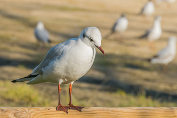 bird black headed gull Chroicocephalus ridibundus perched closeup view