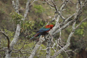 bird on tree