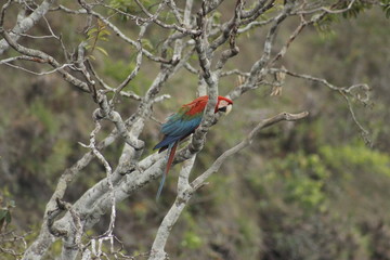 bird on tree