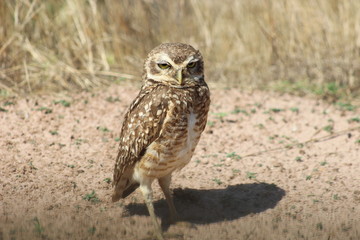 owl in flight