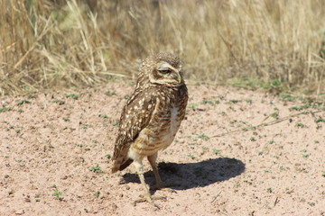 bird of prey