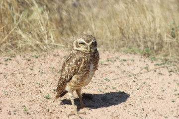 owl