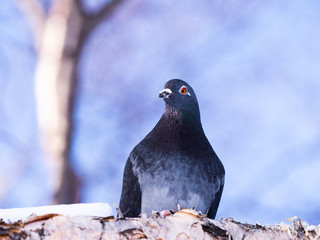 Bird Sakhalin