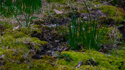 Naklejka na ściany i meble A Close Up shot of a Patch of Green Crab Grass Growing on a Log Covered in Bright Green Moss