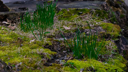 Fototapeta na wymiar A Close Up shot of a Patch of Green Crab Grass Growing on a Log Covered in Bright Green Moss