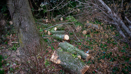 Fresh Cut Logs laying in a Forest Full of Foliage and Leaves