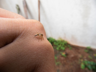 Taking advantage of the water droplets and this little spider to photograph