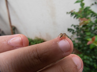 Taking advantage of the water droplets and this little spider to photograph