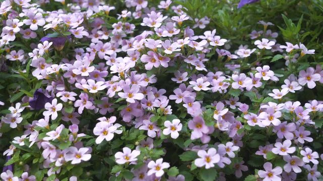 A large bunch of purple flowers gathered around on a field.
