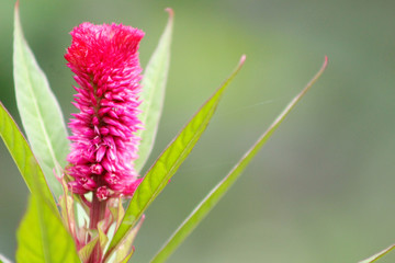 Flor