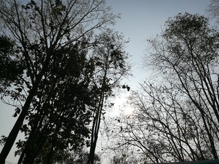 dark trees and blue sky