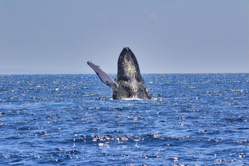 Fototapeta premium Large Humpback whale breaching backwards in the waters near Lahaina on Maui.