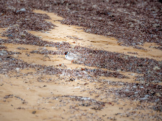 Hooded Plover