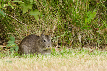 Naklejka na ściany i meble Brazilian guinea pig (Cavia aperea) eating grass