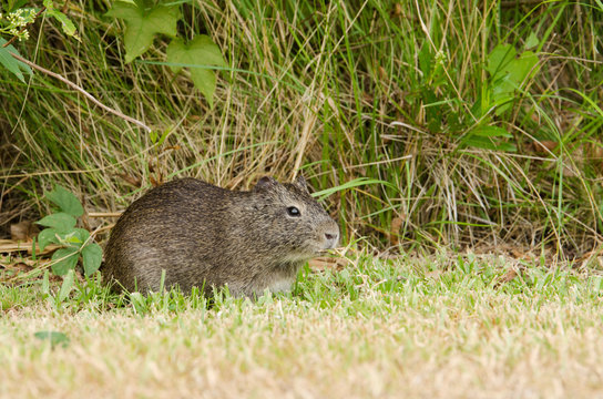 Brazilian guinea pig (Cavia aperea) eating grass