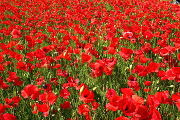  Red flower that blooms under the warm sunshine