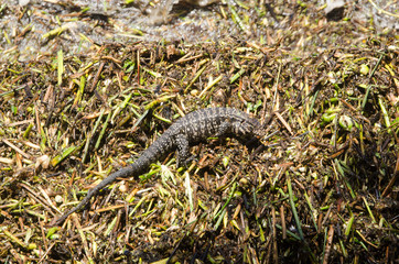 Argentine black and white tegu, Salvatore merianae, looking for food