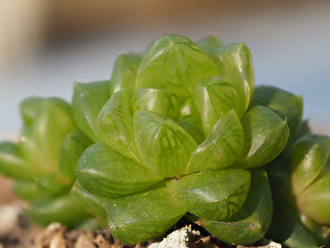 Close up of succulent plant, full depth of field, Haworthia cooperi Baker, top view in sunny day.