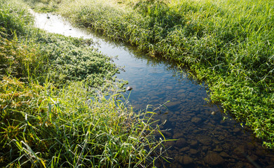 Green grass with small creek in spring morning sunshine
