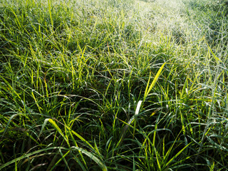 Green grass with dew drops in spring morning sunshine