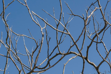 Dry tree branches, leafless, and blue sky without clouds