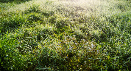 Green grass with dew drops in spring morning sunshine
