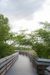 Fototapeta na wymiar boardwalk, path in the park surrounded with trees