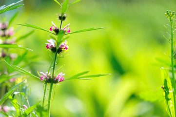 Leonurus sibiricus, Common Motherwort Herb, honeyweed or Siberian motherwort, is an herbaceous plant species native to China, Mongolia, and Siberia. It is used as an alternative to marijuana.