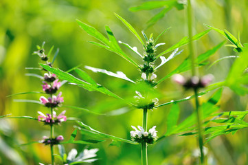 Leonurus sibiricus, Common Motherwort Herb, honeyweed or Siberian motherwort, is an herbaceous plant species native to China, Mongolia, and Siberia. It is used as an alternative to marijuana.