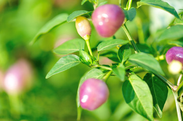 Growing Ornamental Pepper. Organic farming