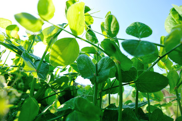 Fototapeta premium Growing green peas in garden, Organic farming