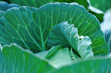 Green cabbage leaf with dew drops at vegetable garden