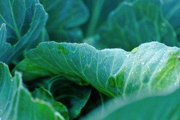 Green cabbage leaf with dew drops at vegetable garden