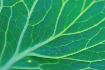 Green cabbage leaf texture at vegetable garden