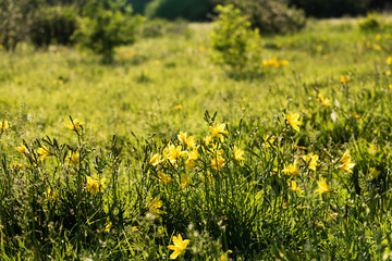 Yellow lilies in the field