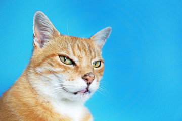 Cat on colorful vibrant blue background. Ginger pet cat. Feline animal. happy cat portrait with blue color background.
